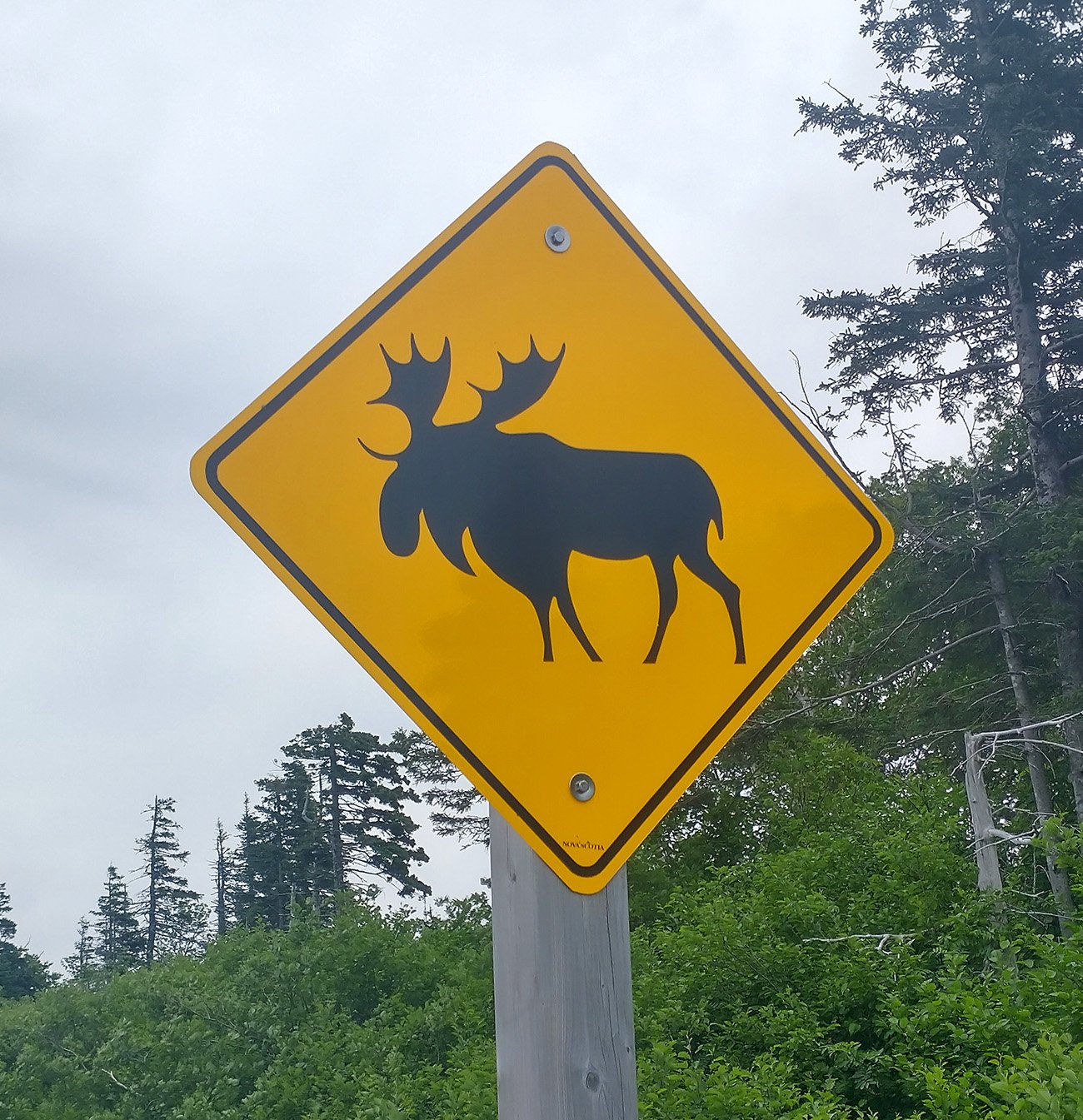 Look at the  chunky-ass Moose they pretend to have there.