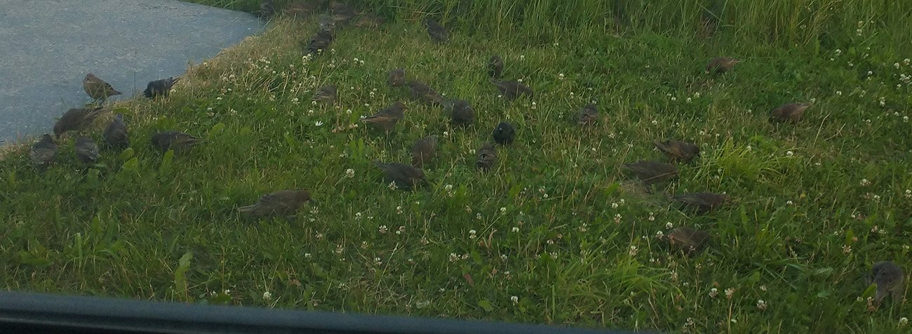 Woke up to a mob of starlings feasting on the grass next to my car.