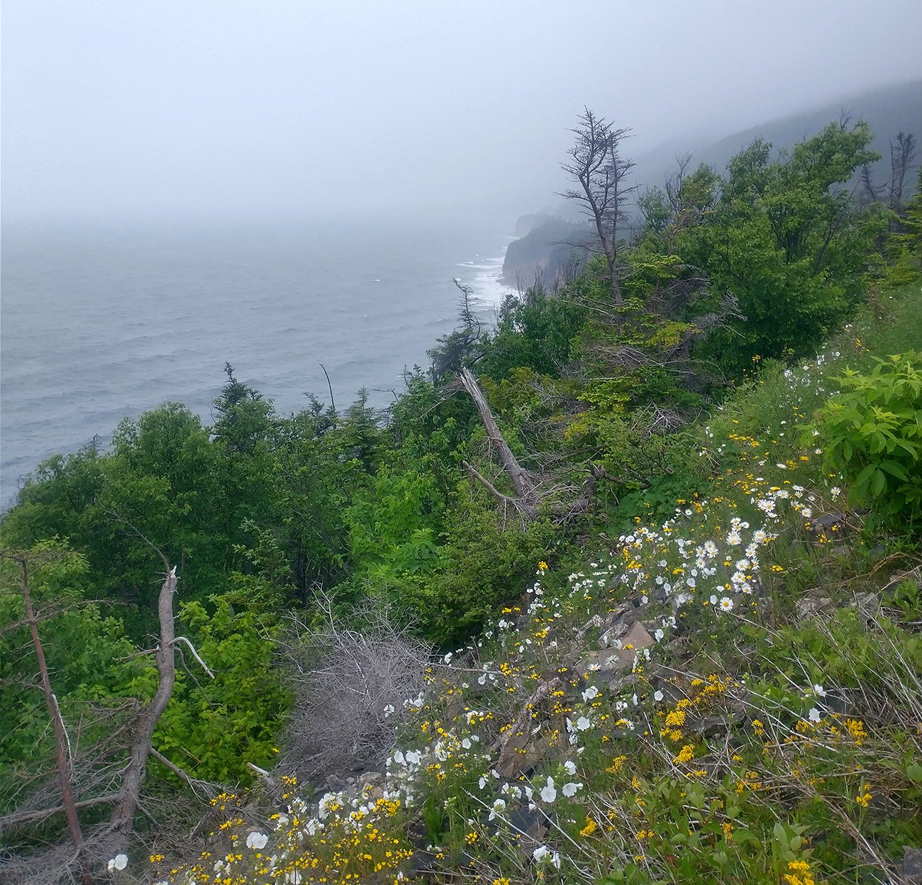 Started to enter a fog patch when climbing up the Cape. Almost anywhere you stop and just walk up to the side of the cliffs you get these amazing views.