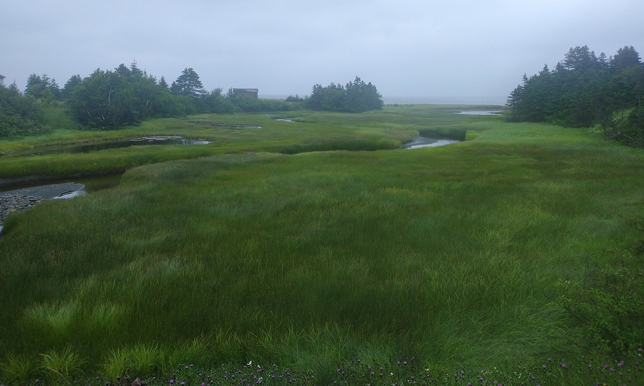 Newfoundland is covered in these bogs / ponds / marshes where I imagine moose frolic all day. 