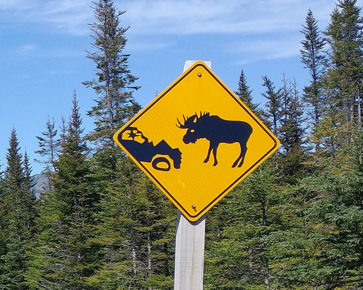 There's signs like this everywhere. Moose must be the number one killer of Newfies.