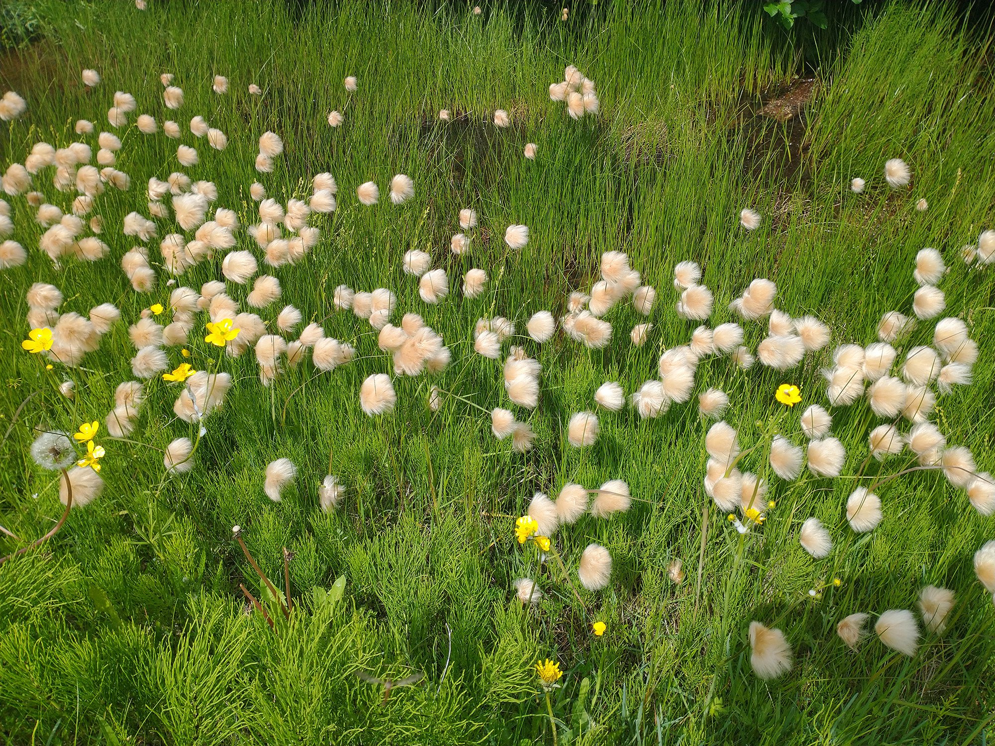 Look at these puffballs. What is that?