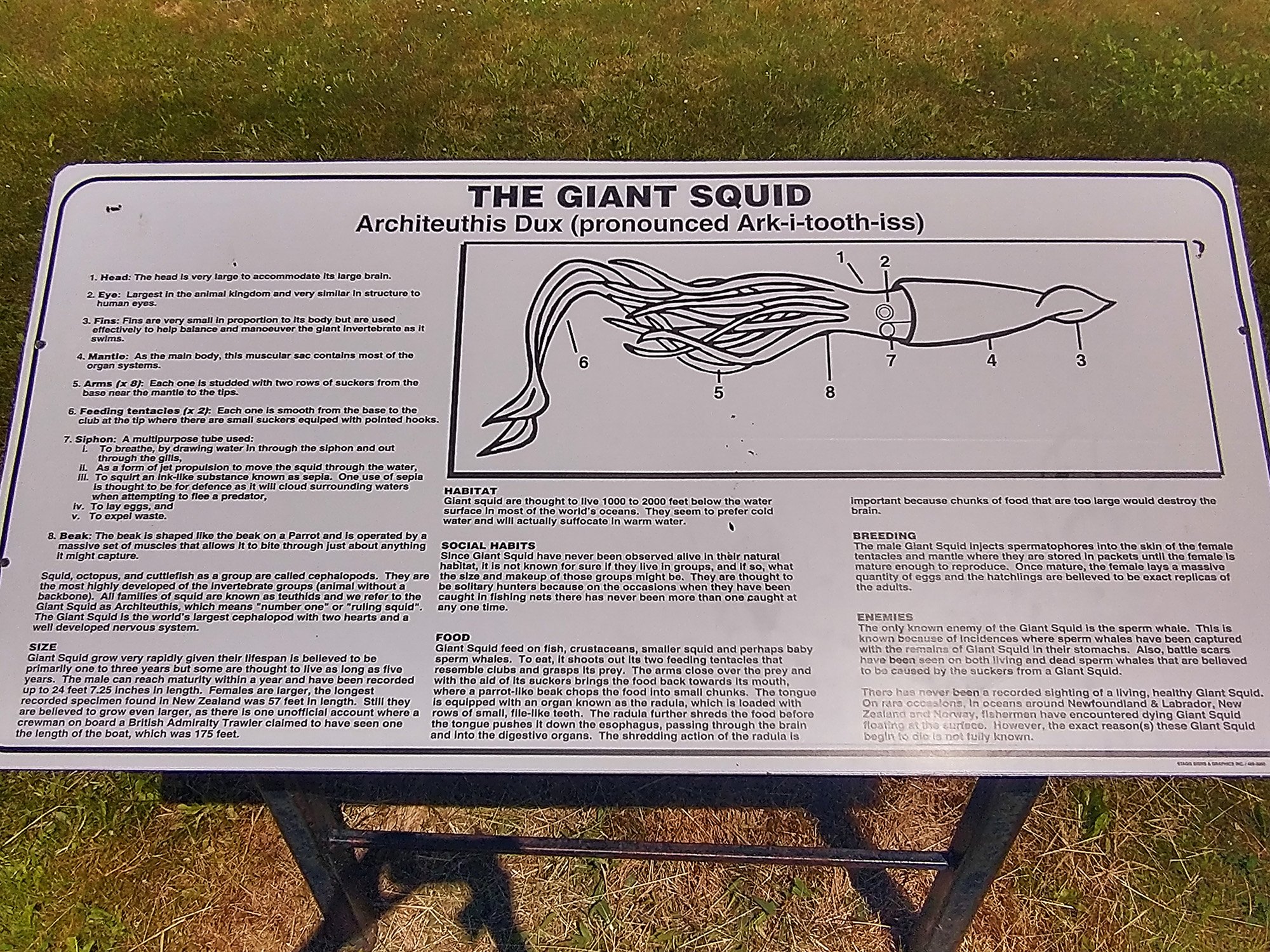 Here you go, learn about squids.