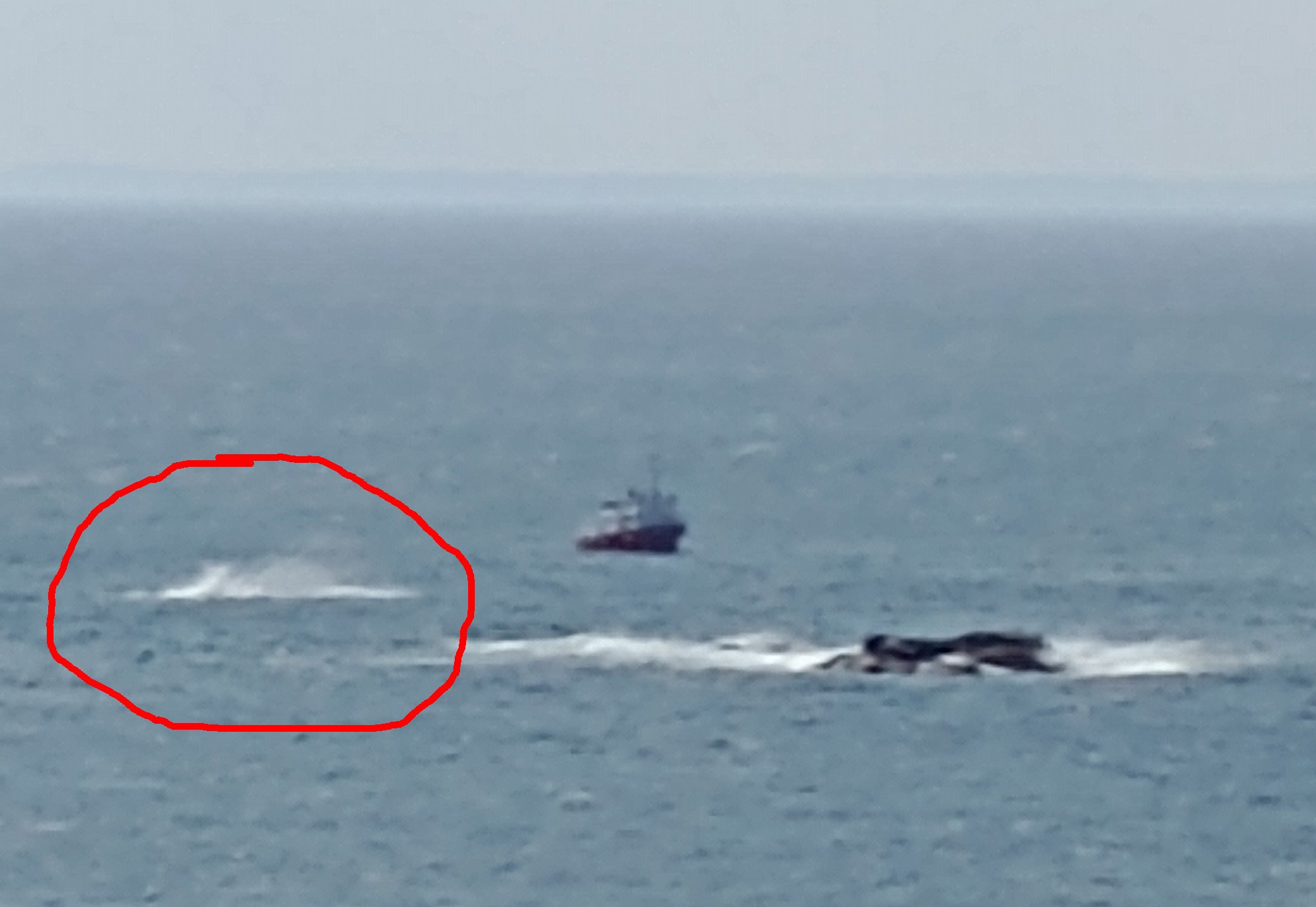 That boat is super close to the whales, must be an awesome excursion if you get lucky.
