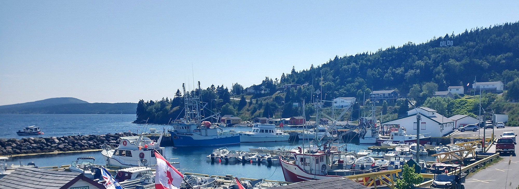 Town's marina. One of the people I stayed at says they use to process Sperm Whales in Dildo and you can dive and see a bunch of skeletons they left in the ocean. I didn't see any.