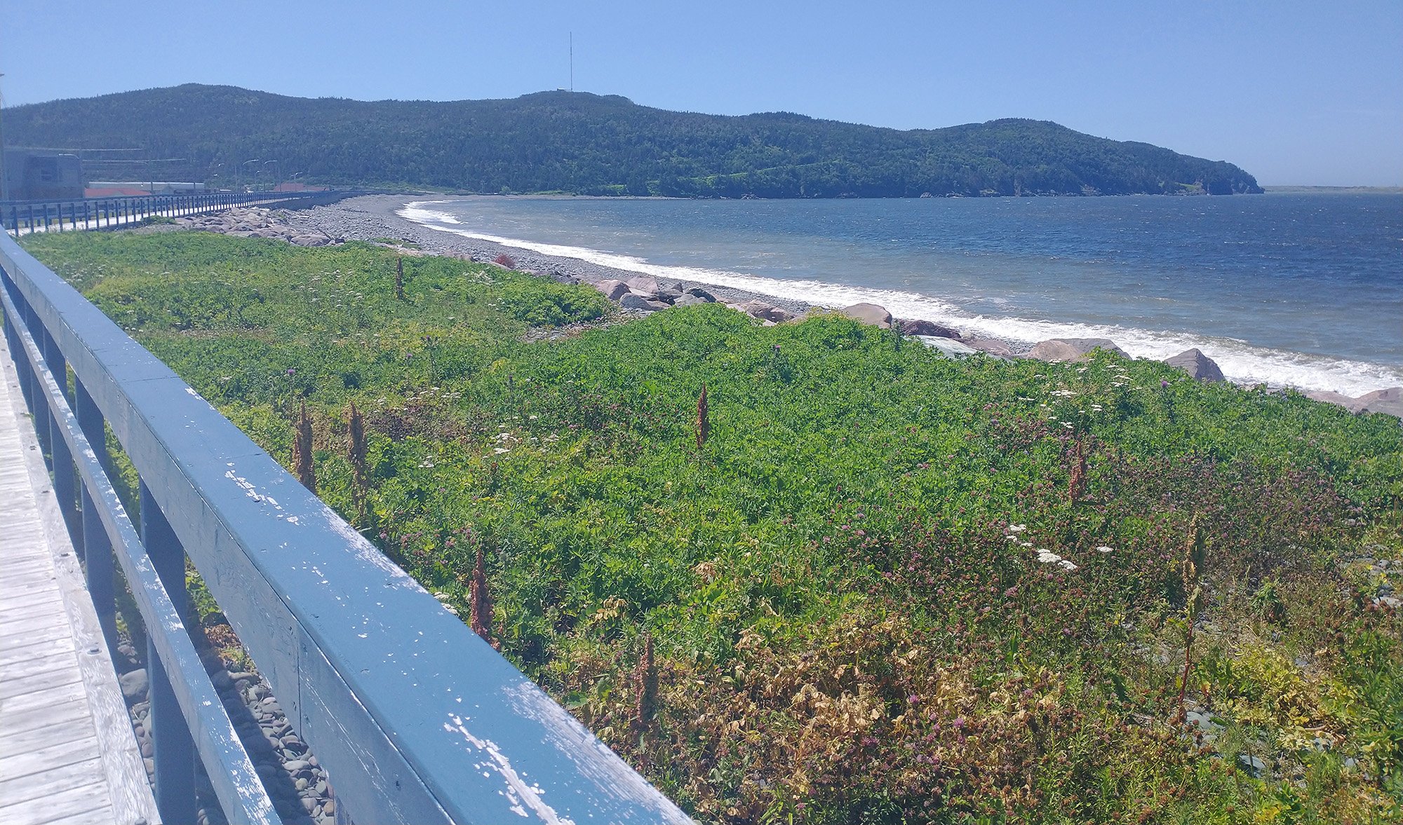 Placentia beach boardwalk. About 1.5km long of this. In all this time I didn't even dip a toe in any beach. Maybe I should do that on the way back...