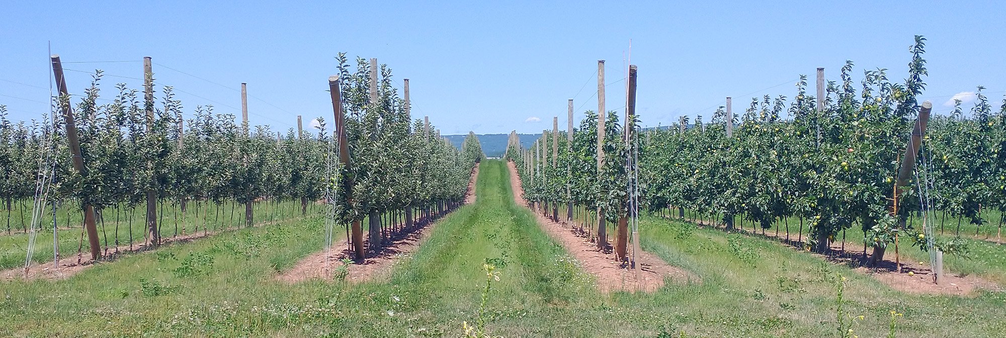 Apparently Nova Scotia has some wineries/orchards as well. Who would have known?
