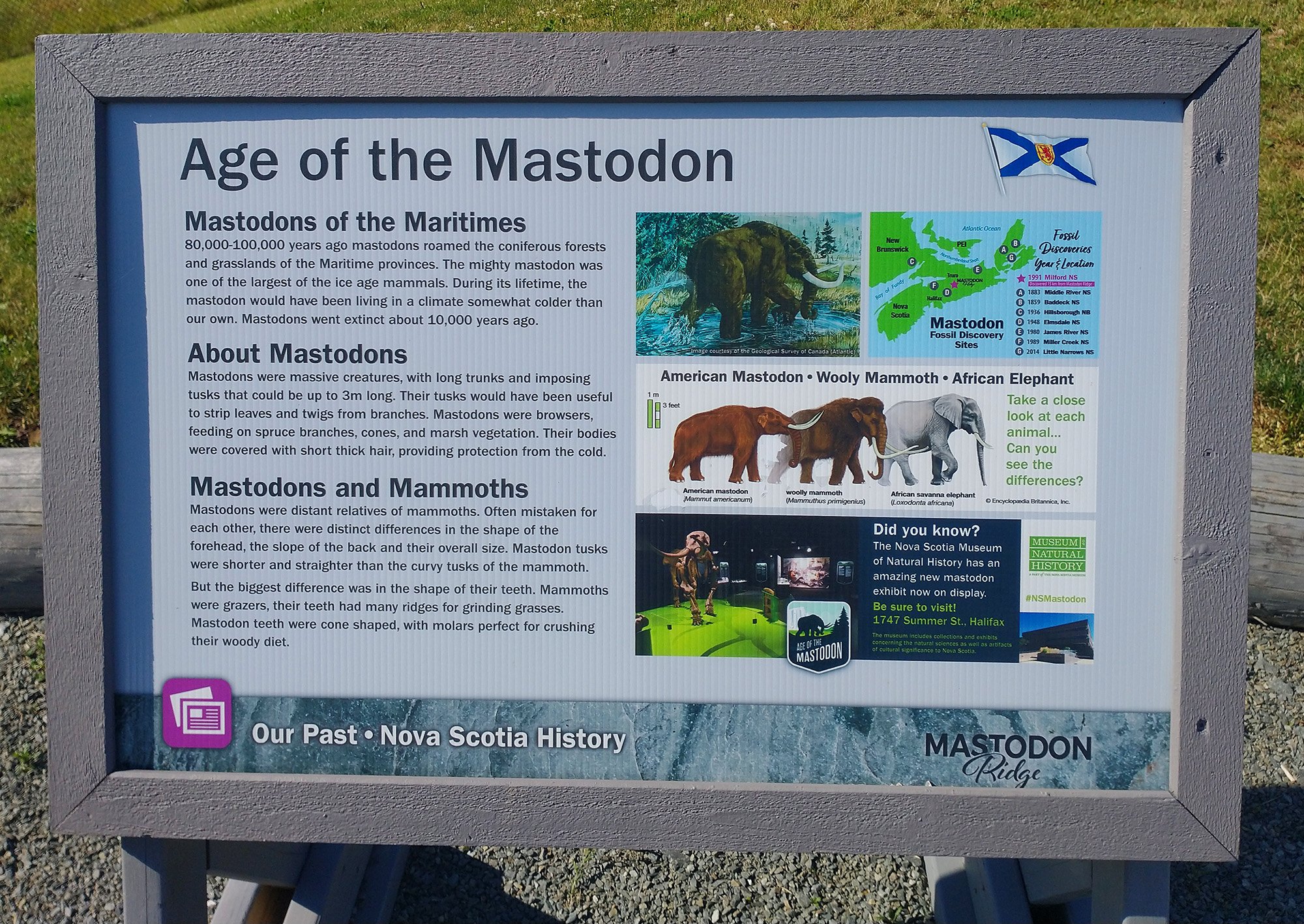 Anyway, Mastodons were pretty big. Imagine the ribs. Hmmm