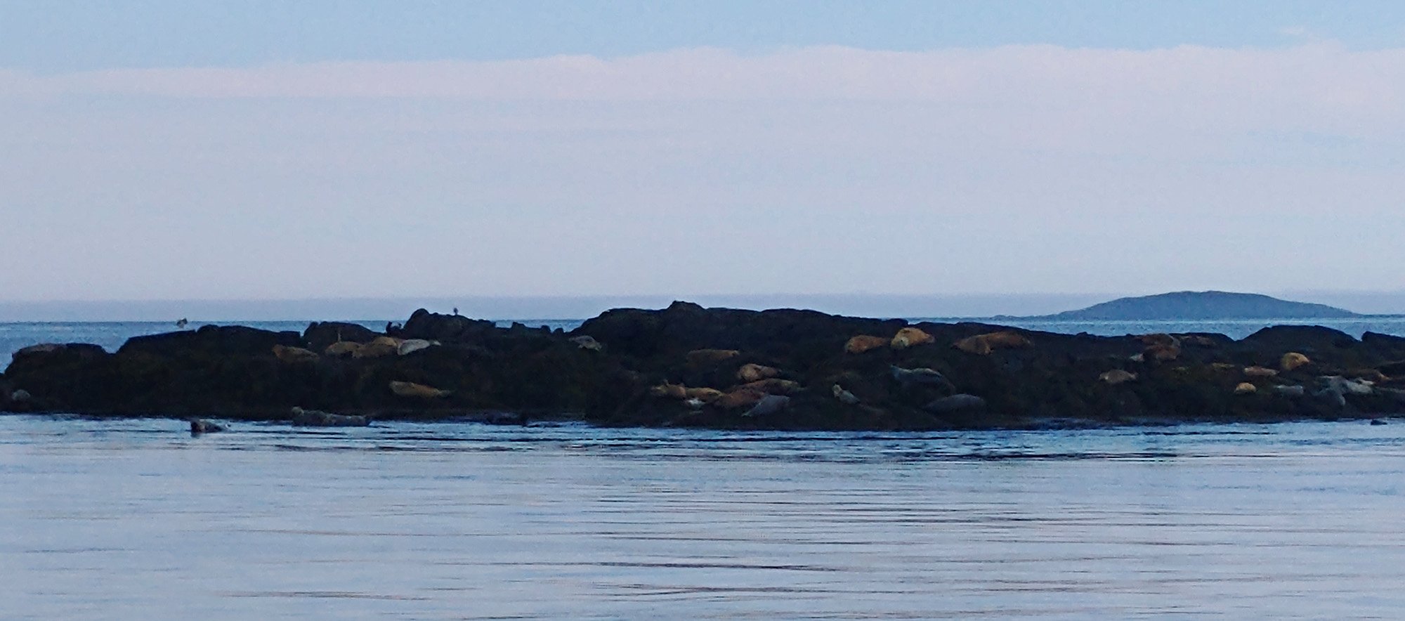 On the way back to St. Andrews they show you this rock where grey and harbour seals lounge around.