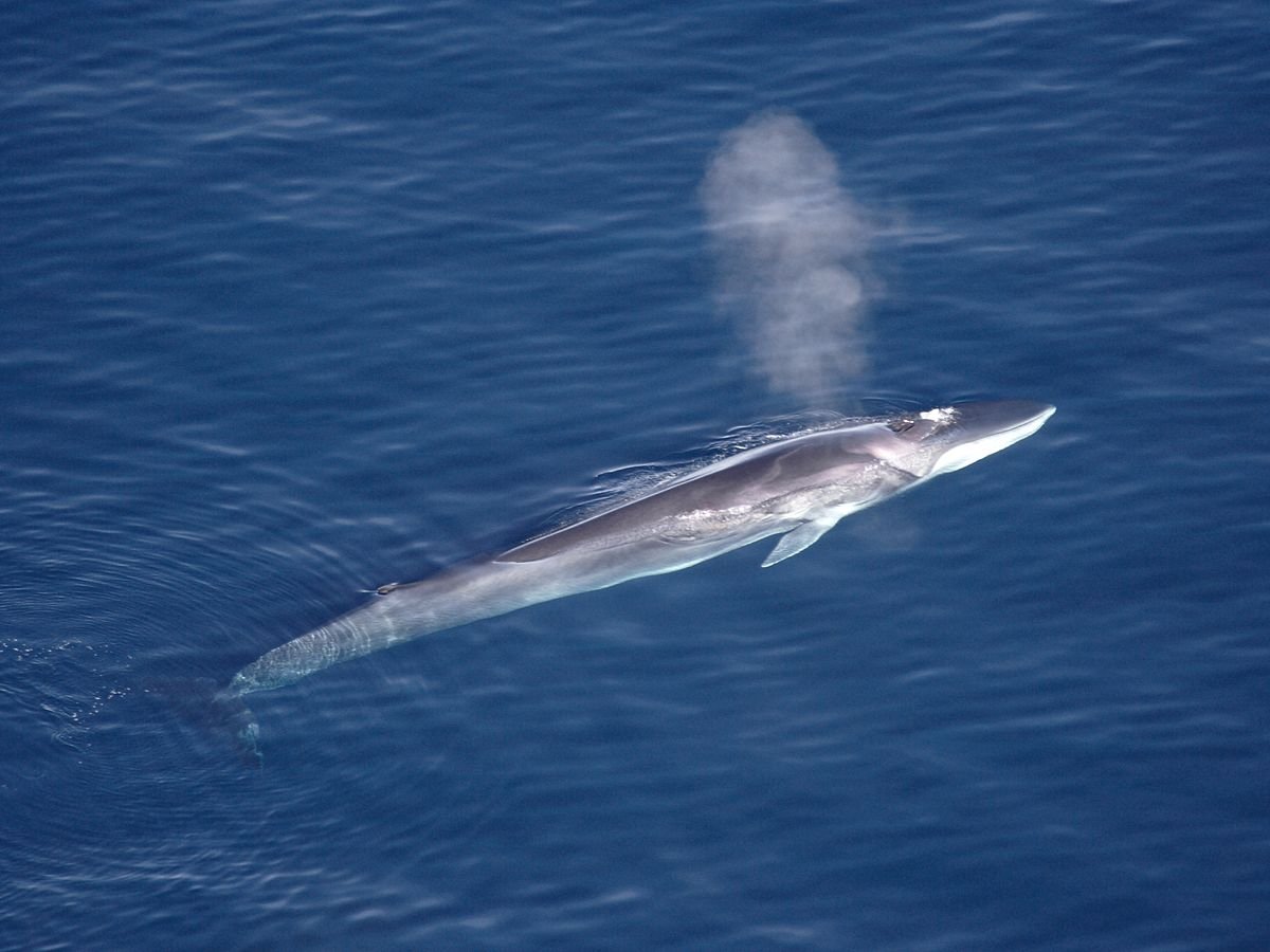 We also saw a Fin Whale. It's a very common whale but still the largest in the world, reaching 80 feet in length vs the blue whale's almost 100. ( google image)