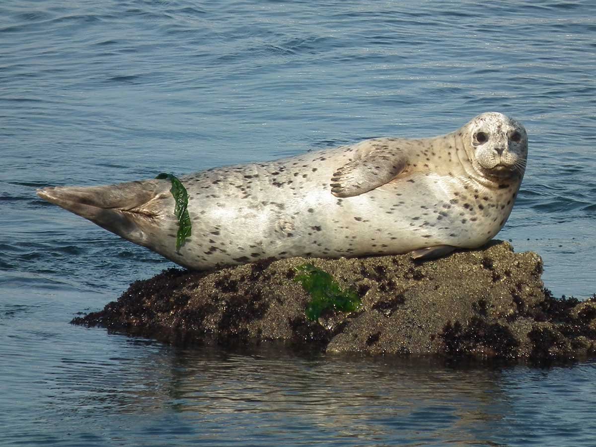 Google image of harbour seals. Much smaller then the gray seals but still sharing the rock in peace.