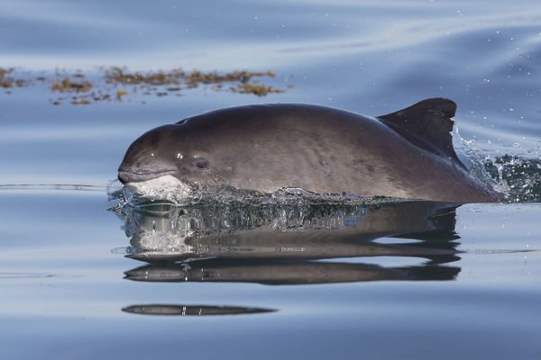 You'll also see dozens of harbour porpoise. These are 3-5 feet long and good luck photographing them with a phone. ( thanks Google )