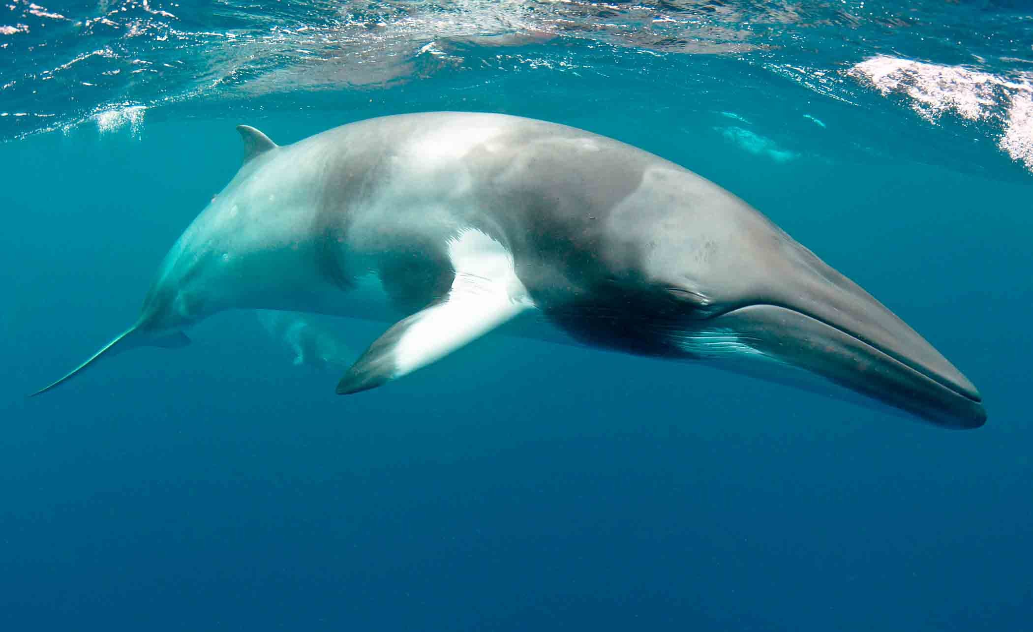A googled image of a Minke whale. These are 20-30 feet long and very common ( and lame ) to see. You only see a bit of their back before they dive back down. 