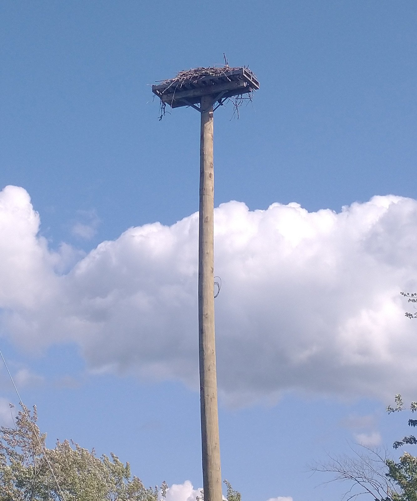 Been seeing a lot of these Osprey nesting platforms. They always fly off when I stop though.