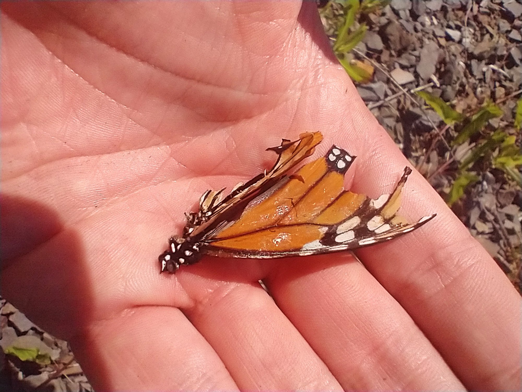 Hadn't seen any of these Monarch butterflies in a while. They've become rare.