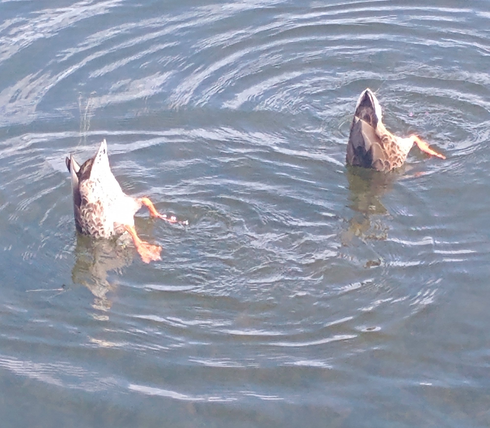 Ducks feasting on bottom goop.