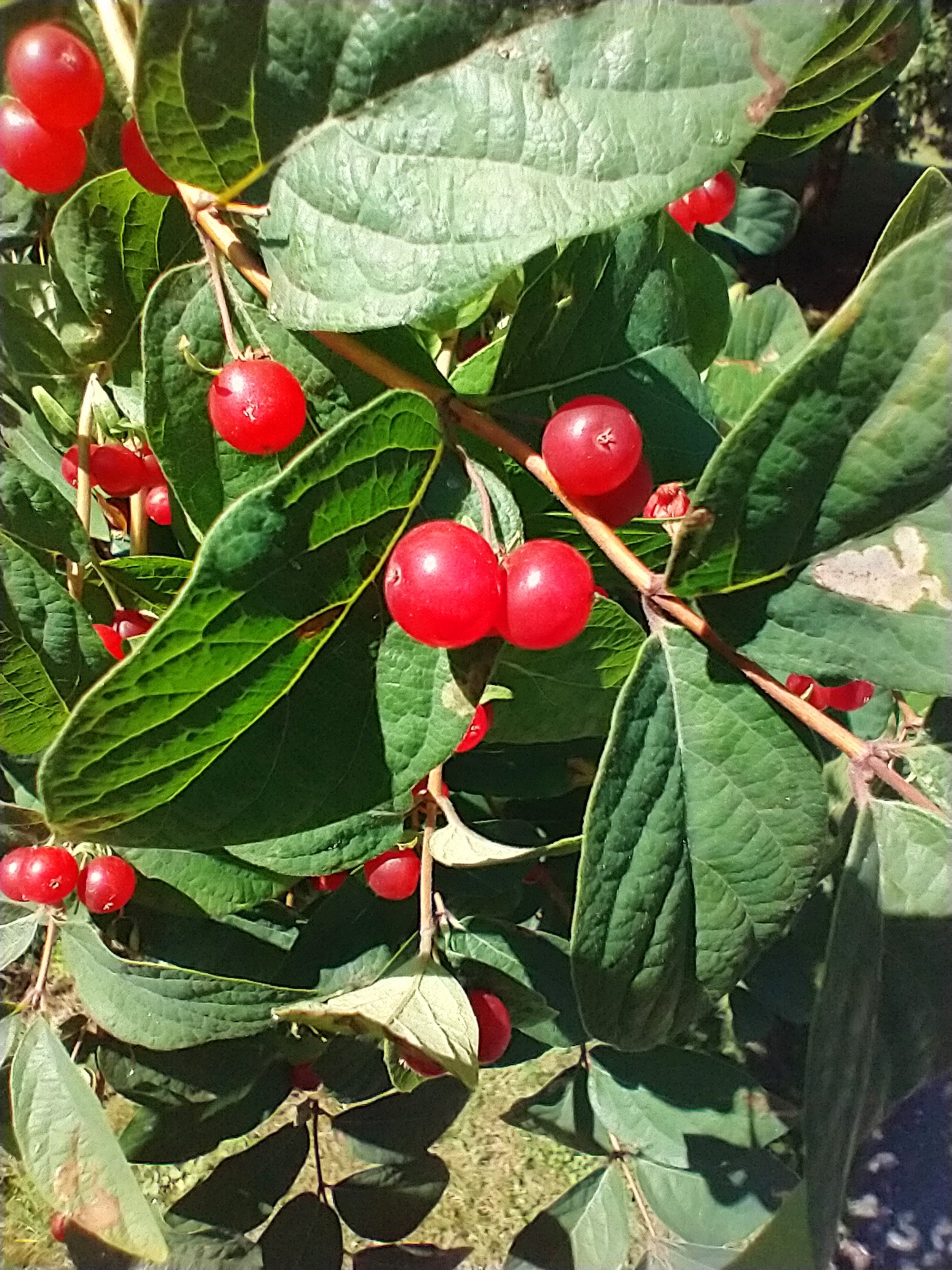 Berries on the path. Hm. Look so plump... so juicy.... maybe just... one...?