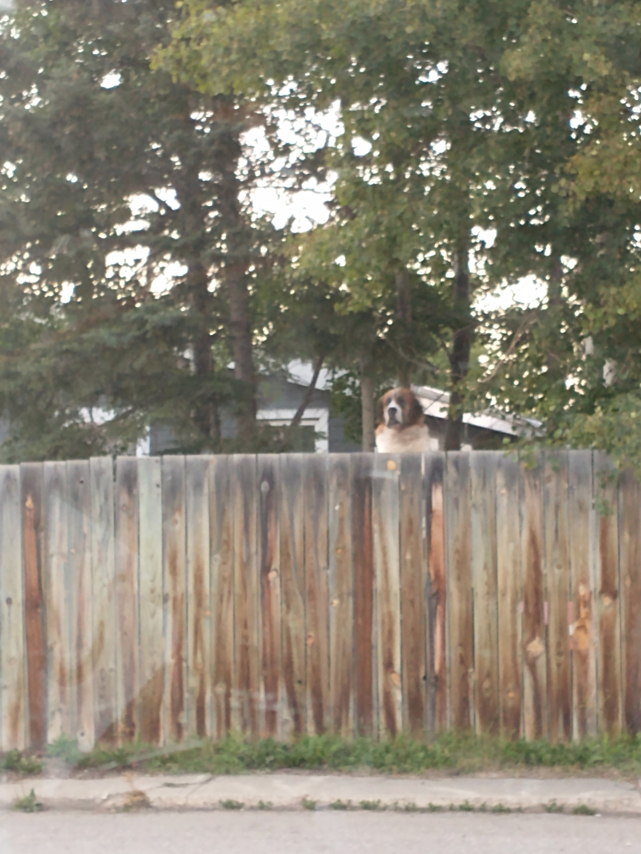 This giant St-Bernard was barking at me while taking pics of the perogy. He was so mad. I win, dog.