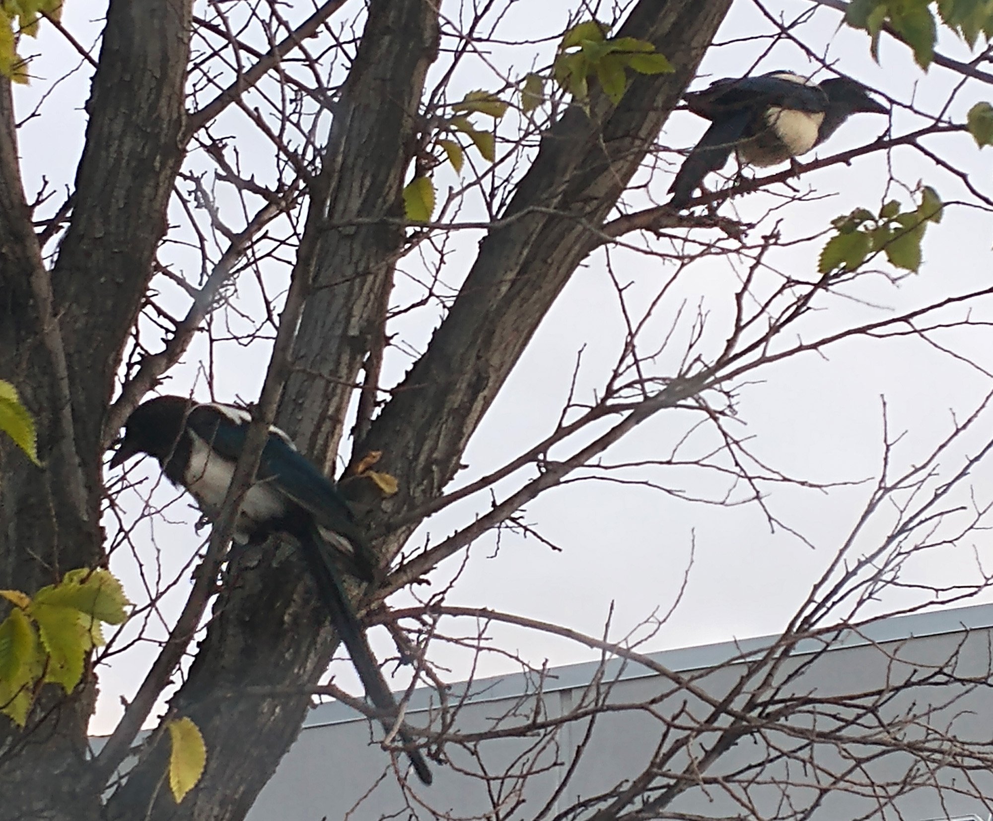 Turns out it was half a dozen magpies eating the crushed bugs on my front bumper! They're all over the parking lot doing the same thing with other cars. Recycling.