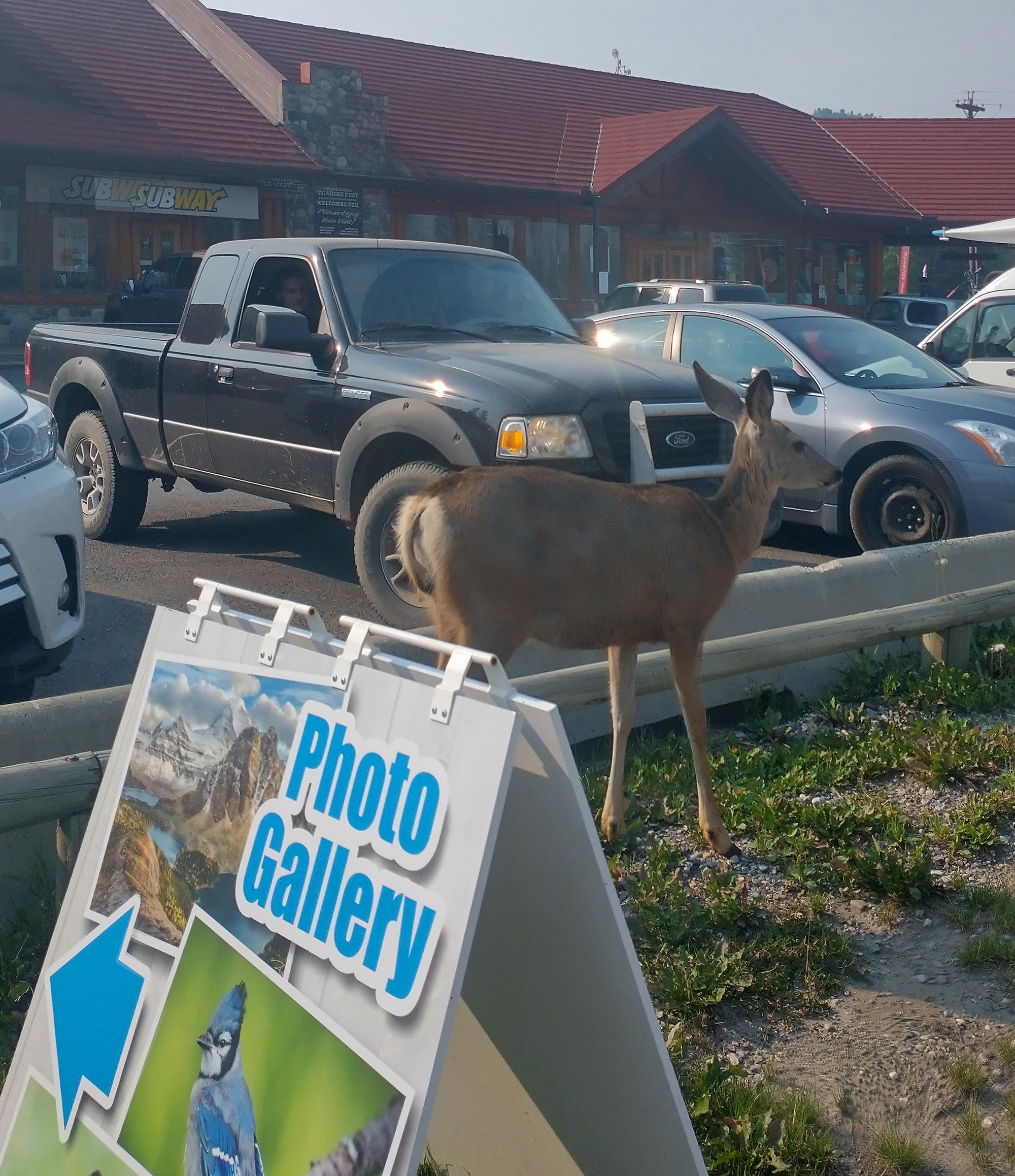 Started the ride with this deer just chilling in the parking lot, on foot away from me.