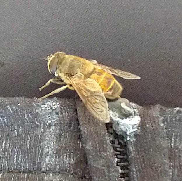 There's tons of these big horse flies with bee stripes in Northern Alberta. They're everywhere. They eat the crushed bugs on my car too.