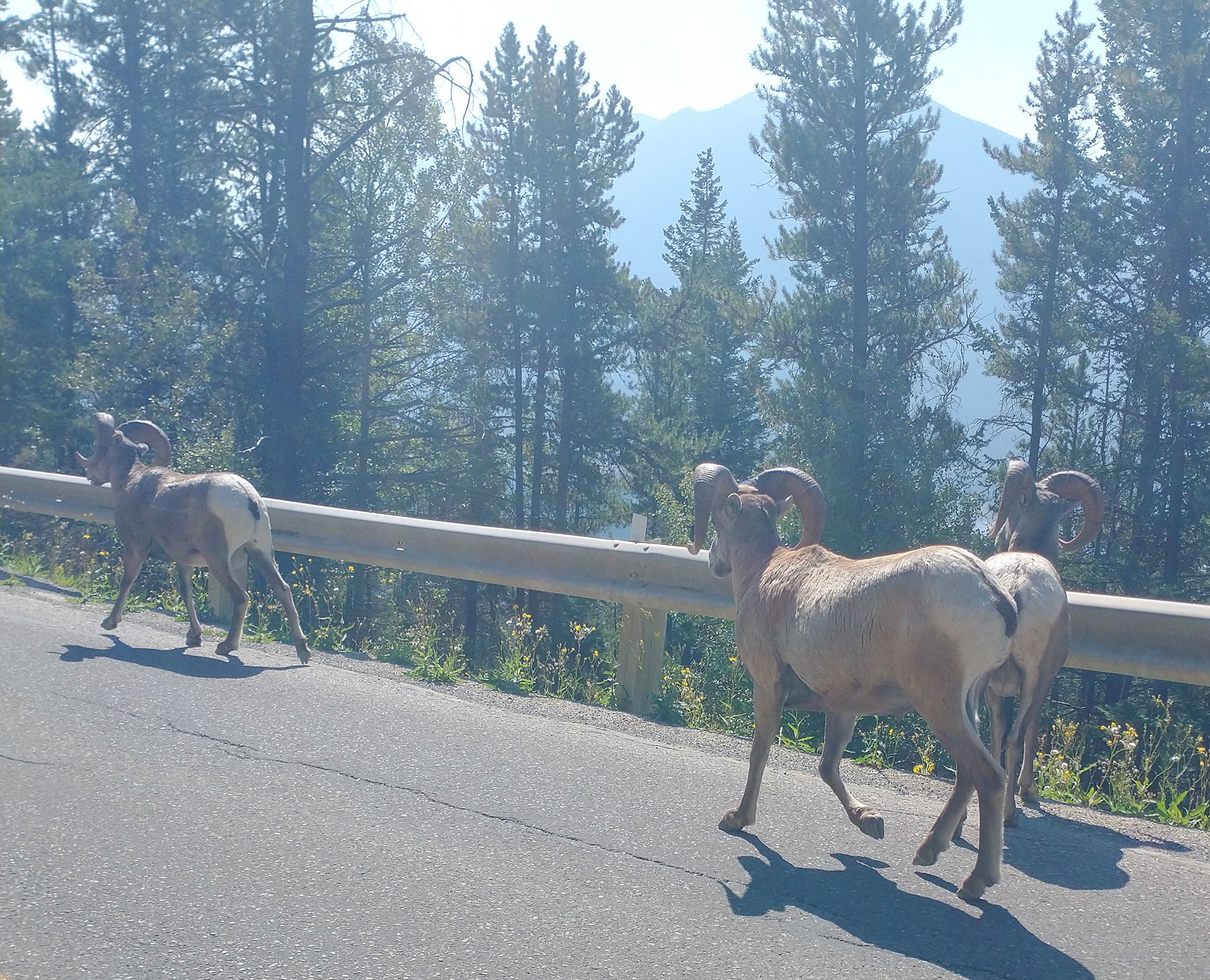 Saw the rams again on the way down as they were descending the mountain.