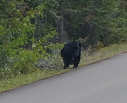 Base of the falls climb was a black bear walking up the road! Had to wait for him to go into the ditch to sprint passed safely. Well he probably wouldn't have eaten me. Probably.
