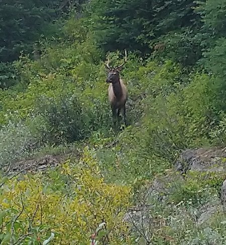This bull elk was starring me down the entire time while I was passing. He wanted to wreck my life, for sure.