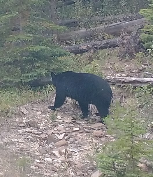 From there I headed back to Lake Louise and there was another bear just meandering along the road!