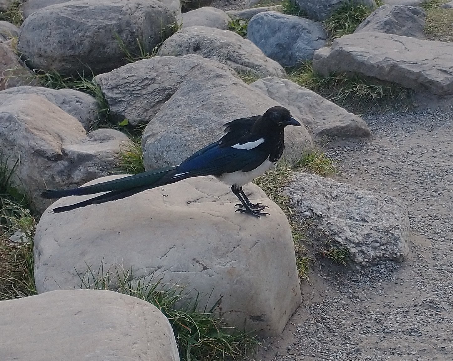 Magpie coming up to tourists to beg for food. This is what happens if you feed animals guys, they'll come up to you and entertain you. Phew what a nightmare.