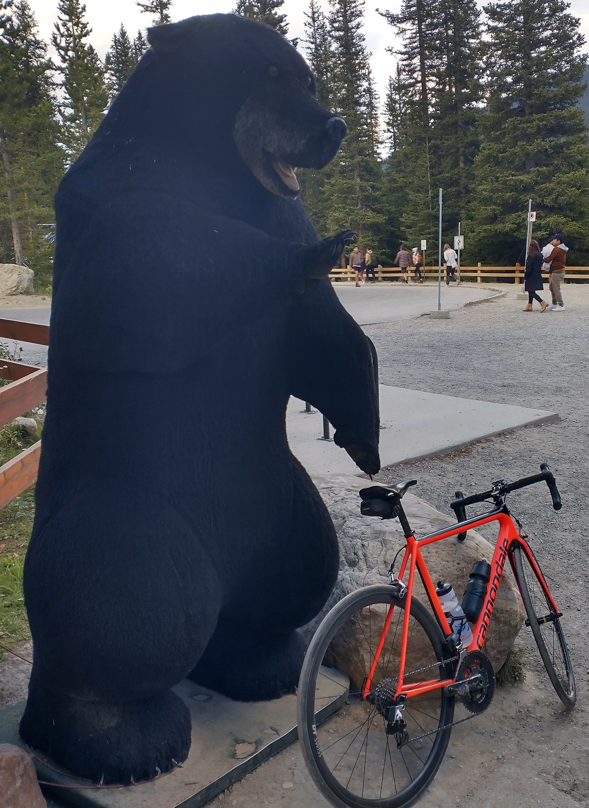 Ok one last bear though. Camped again that night, which was great. Make tons of food. Very cold night however, probably went down to freezing. Lake Louise does sit at about 1600m elevation.