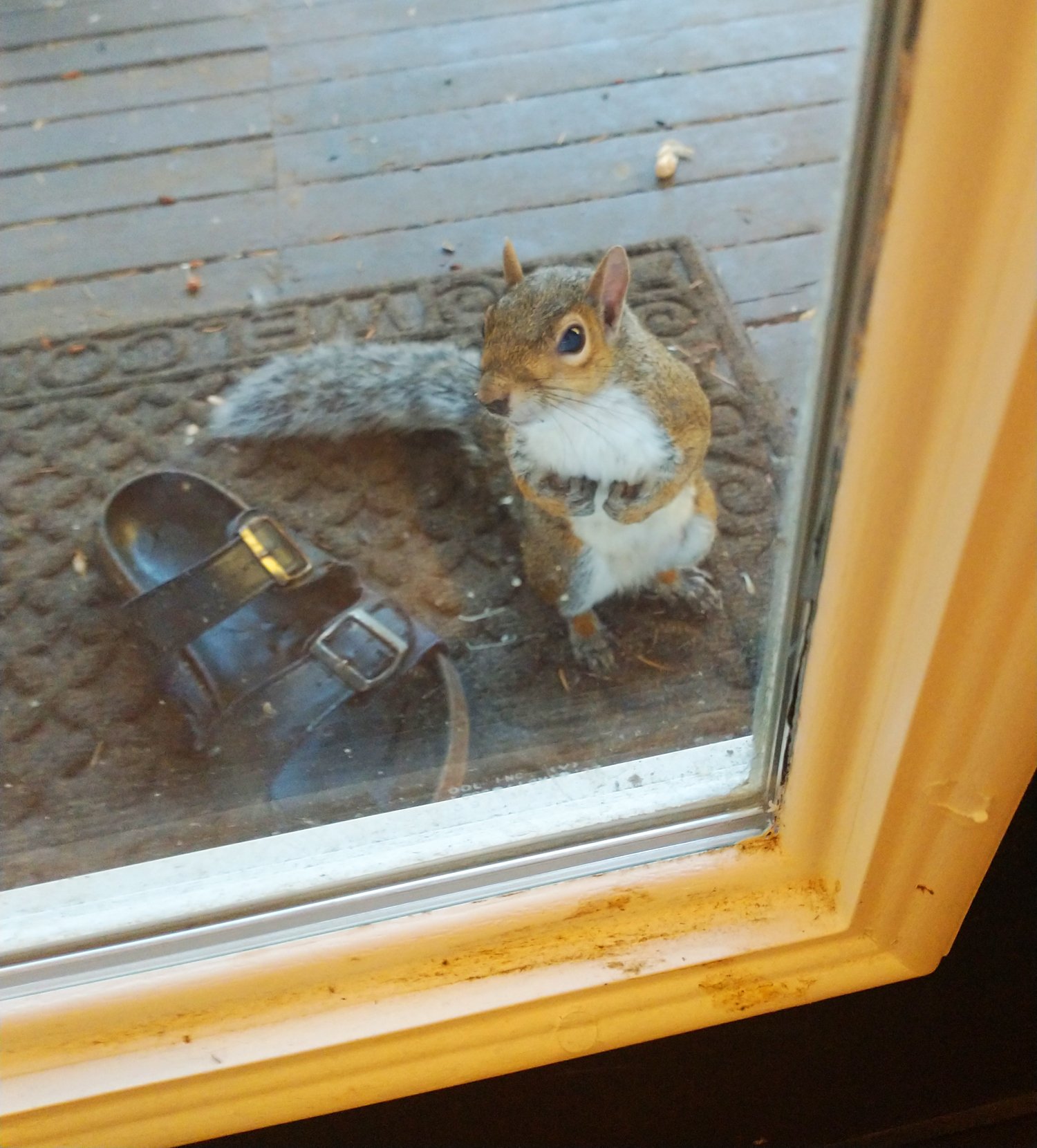 My friend is raising a squirrel army at his house.