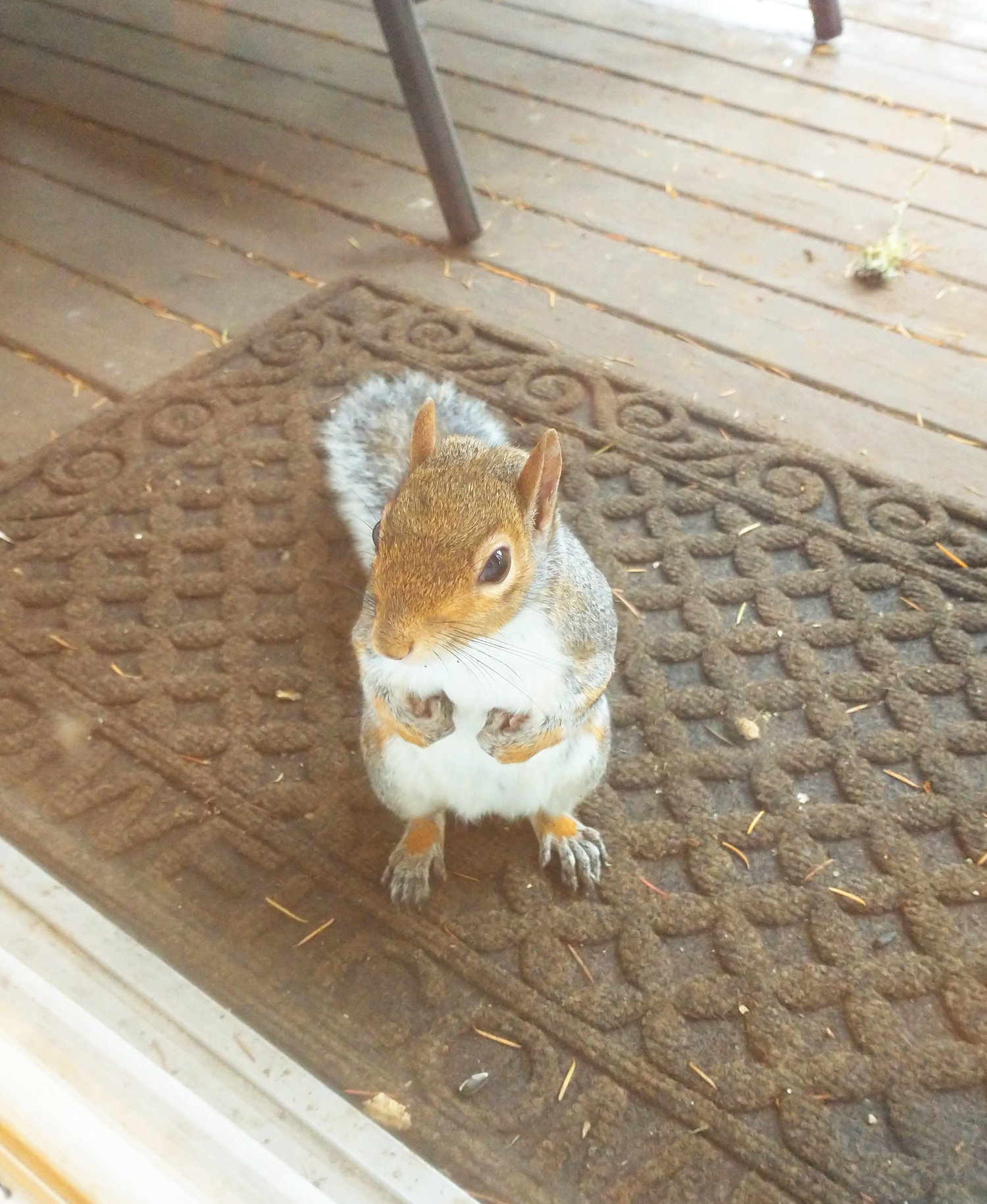 Starting in Shelton, WA. My friend there has become king of Squirrels.