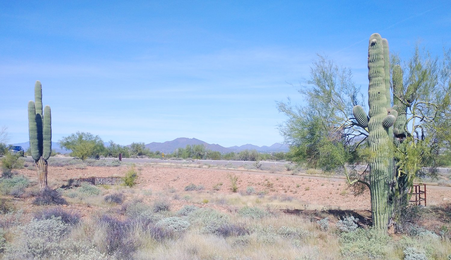 Arizona landscape. Cacti everywhere.