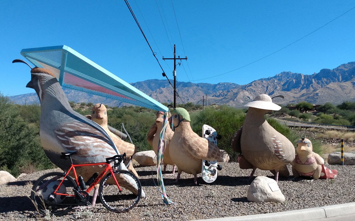 This one is great, large quail family installation. 65km ride for this picture. Worth.