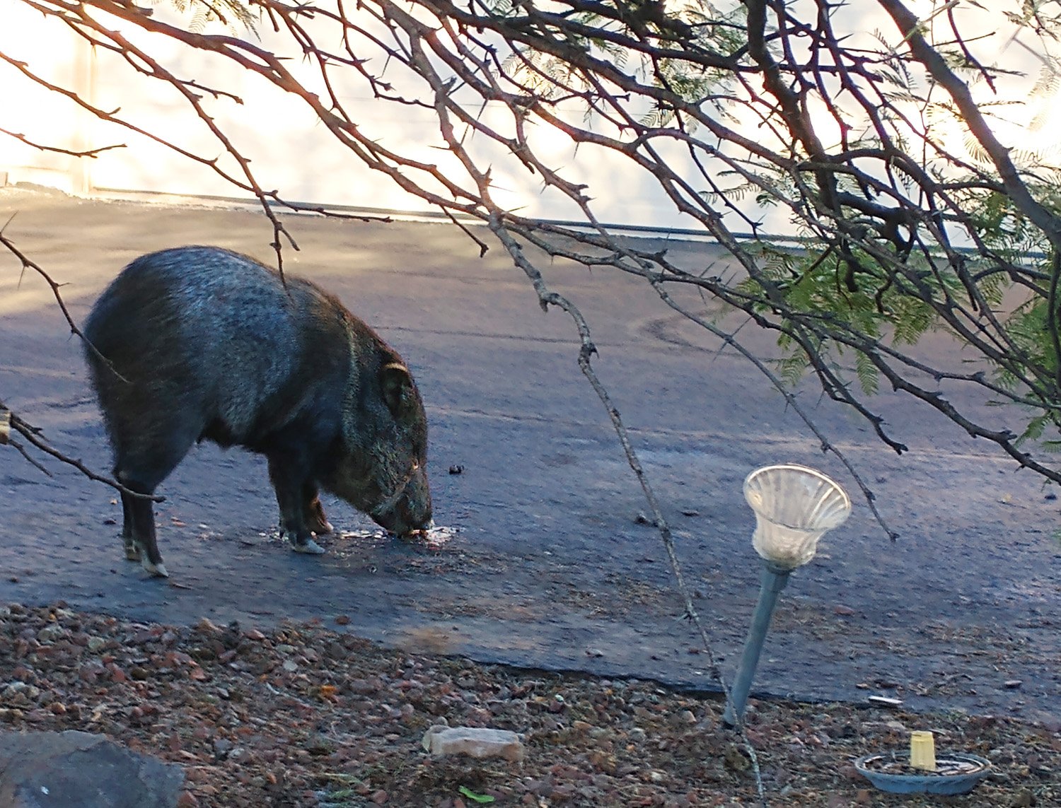 This place is infested with these little wild pigs called Javelinas. Here's one eating some garbage.