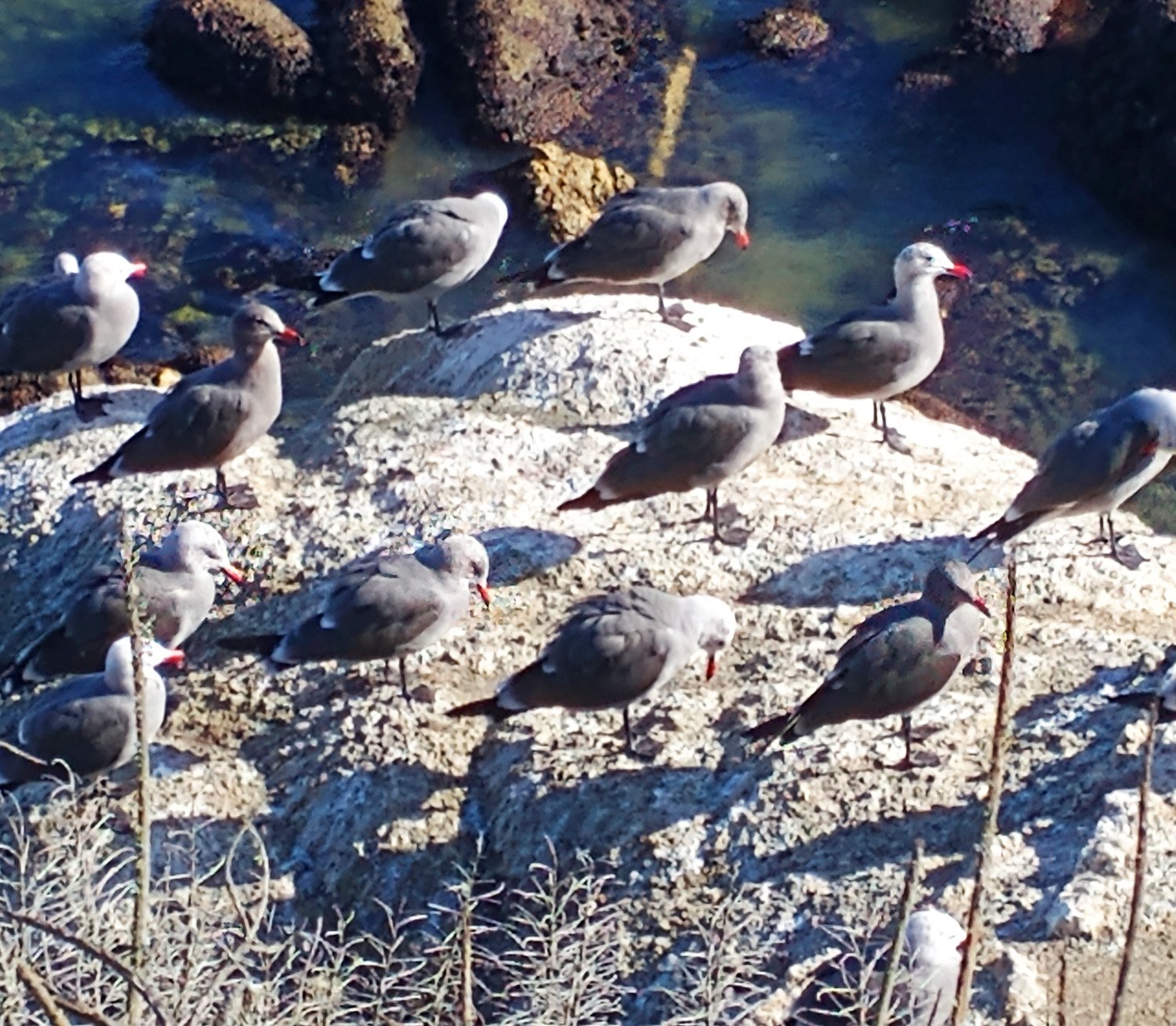 Heerman's Gulls here. There's dozens of different species of birds wintering in California at this time.