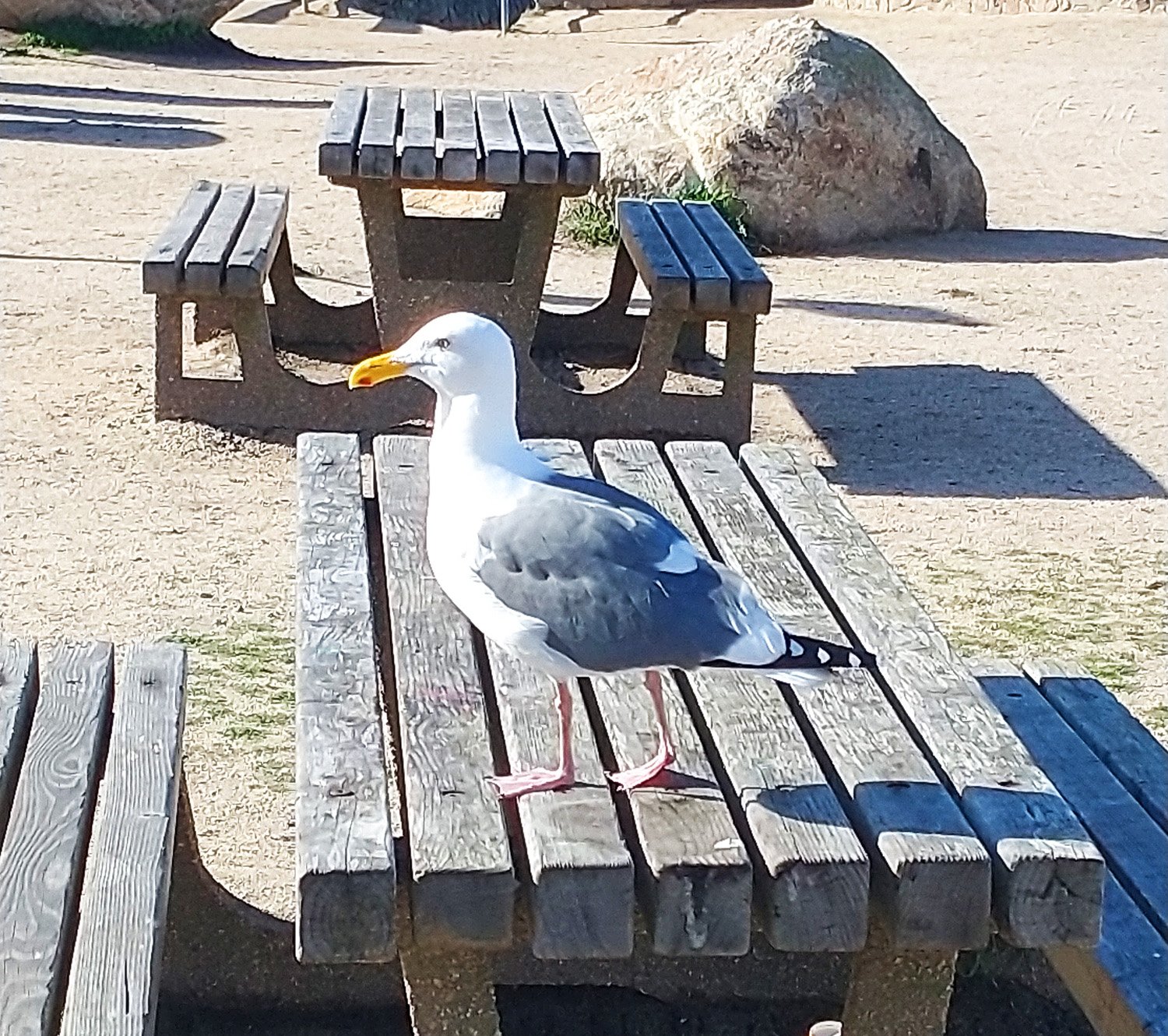 A California Gull here. Some say all these gulls look the same. Some say.