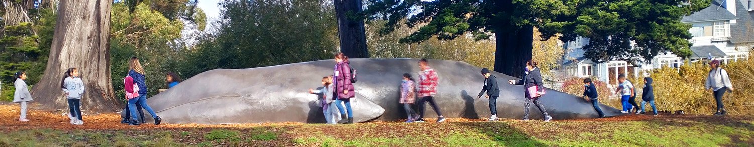 Grey Whale replica up in Santa Cruz near a little marine museum.