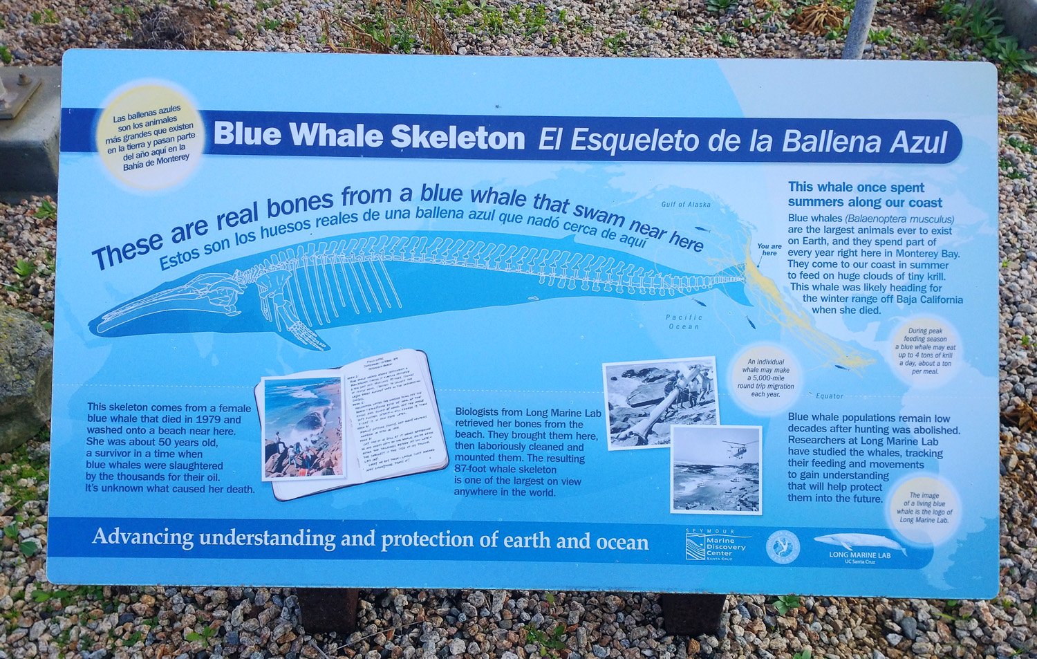 You can visit this blue whale skeleton sitting right outside the oceanic research center.