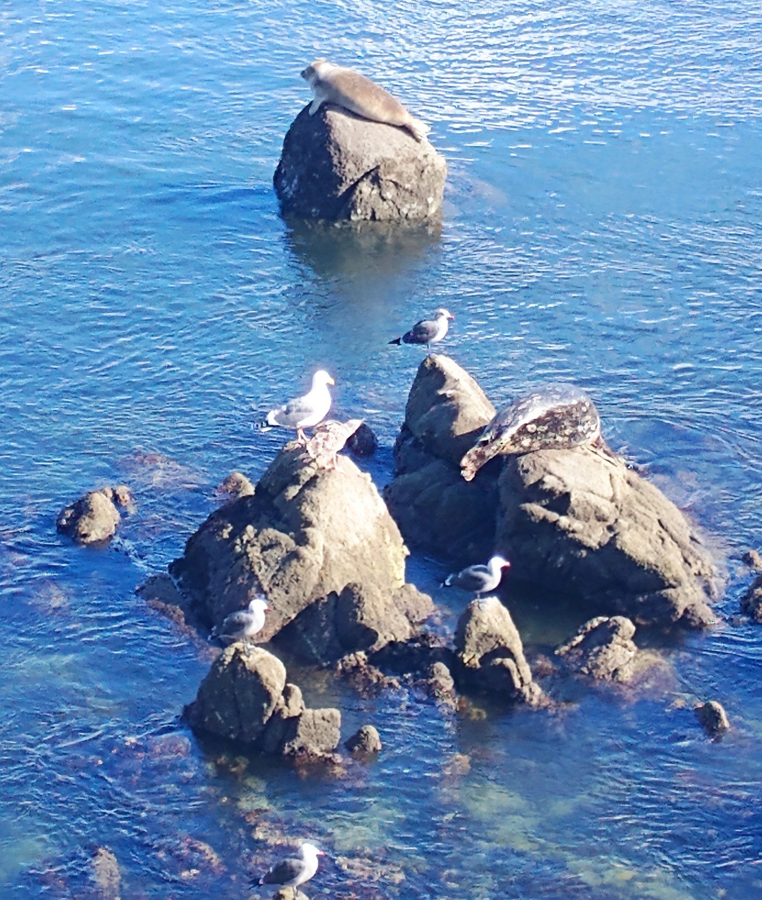 Seals just resting on their individual rocks, pretending to be comfortable.