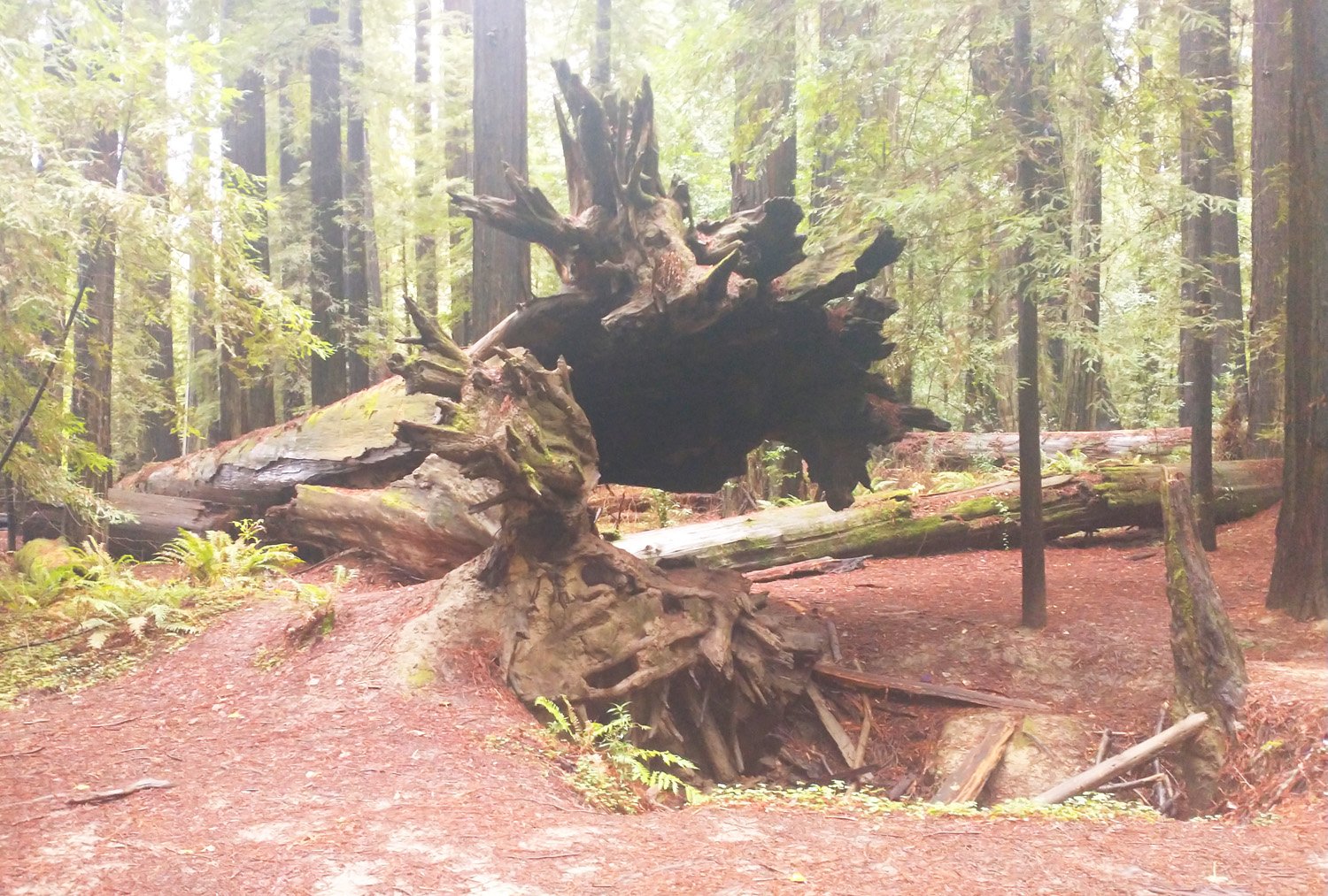 Huge fallen redwood.