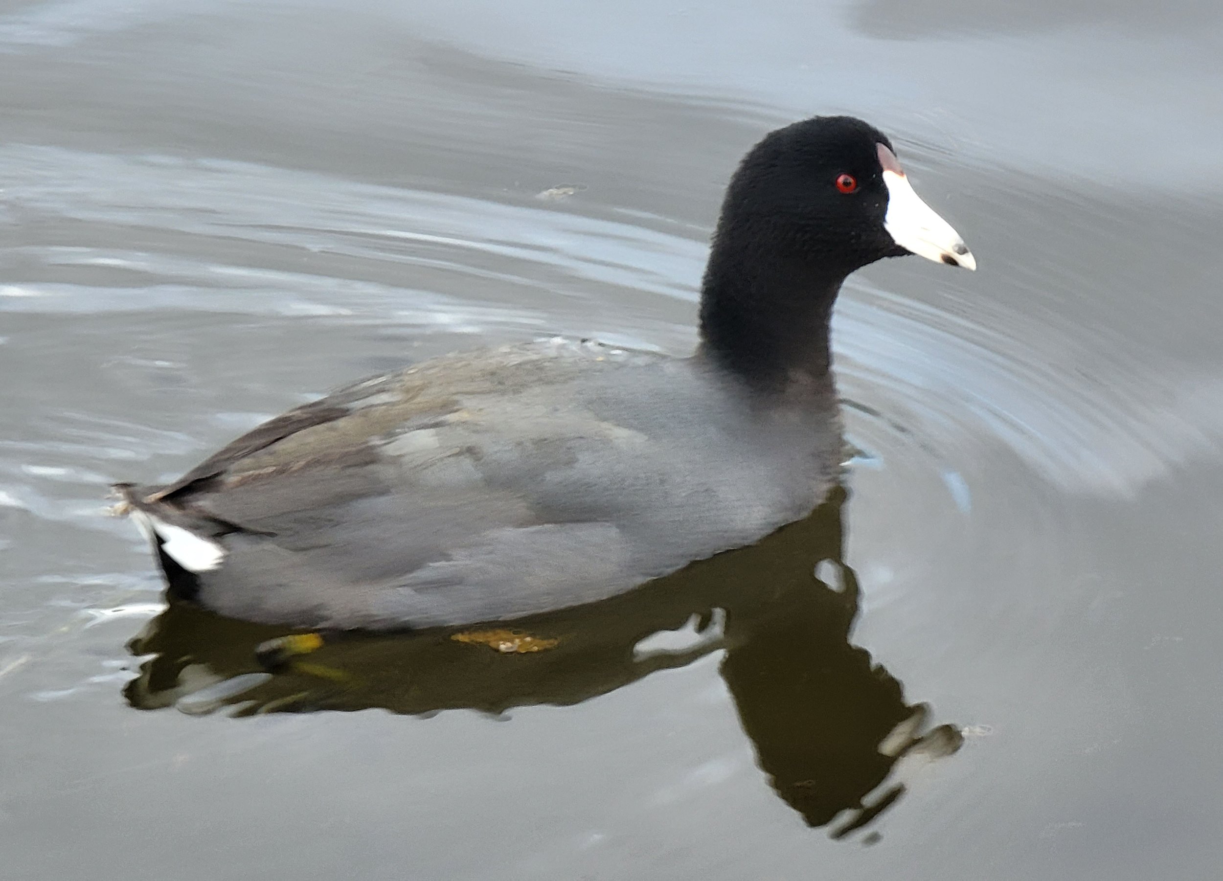 American Coot in Esquimalt Lagoon. Very hot spot for ducks here in the summer.