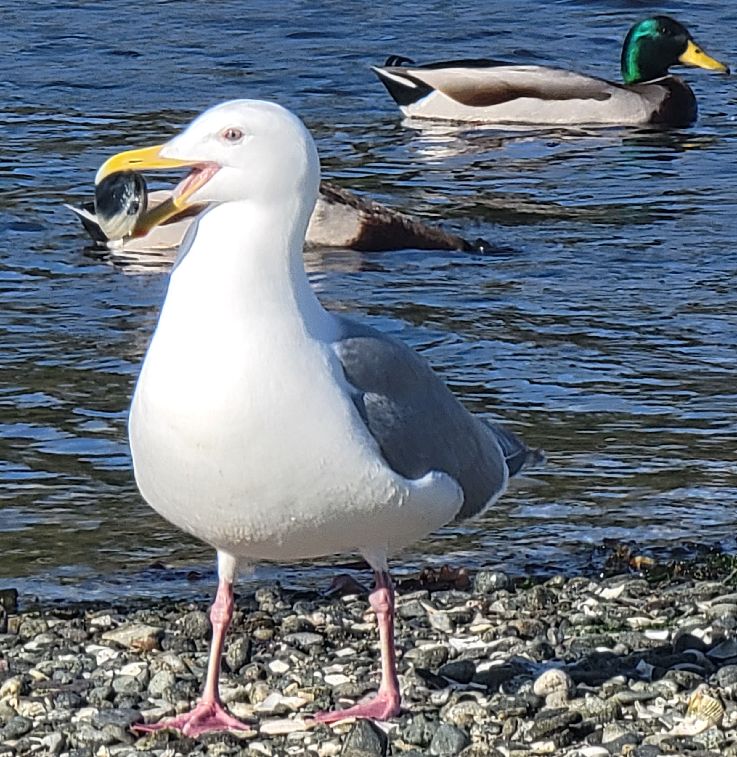 Herring Gull holding a cockle. They fly up 20 feet into the air and drop them on the rocks to get the sweet goo inside. 