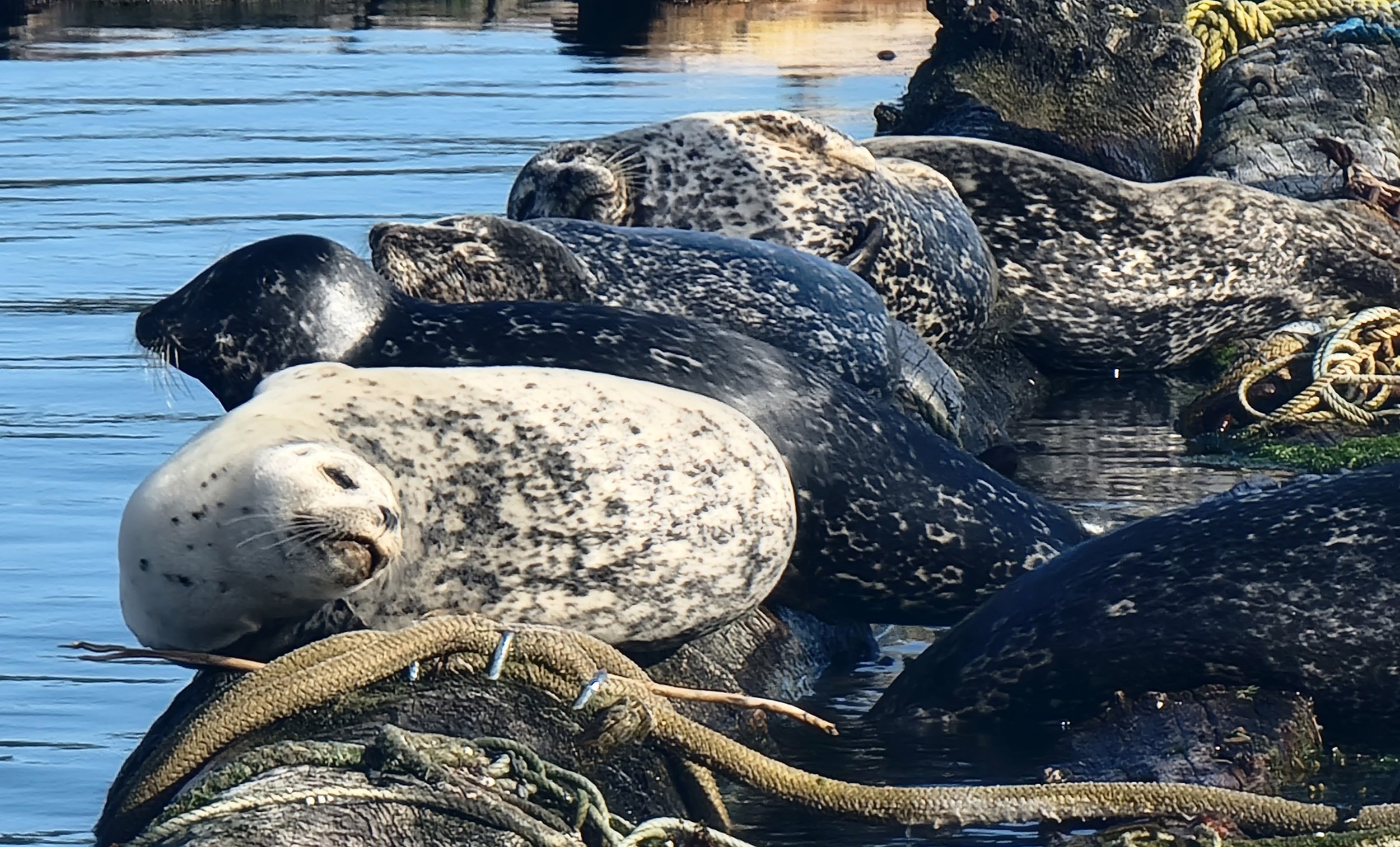 You can often find them just lounging around just 20 feet from the docks.
