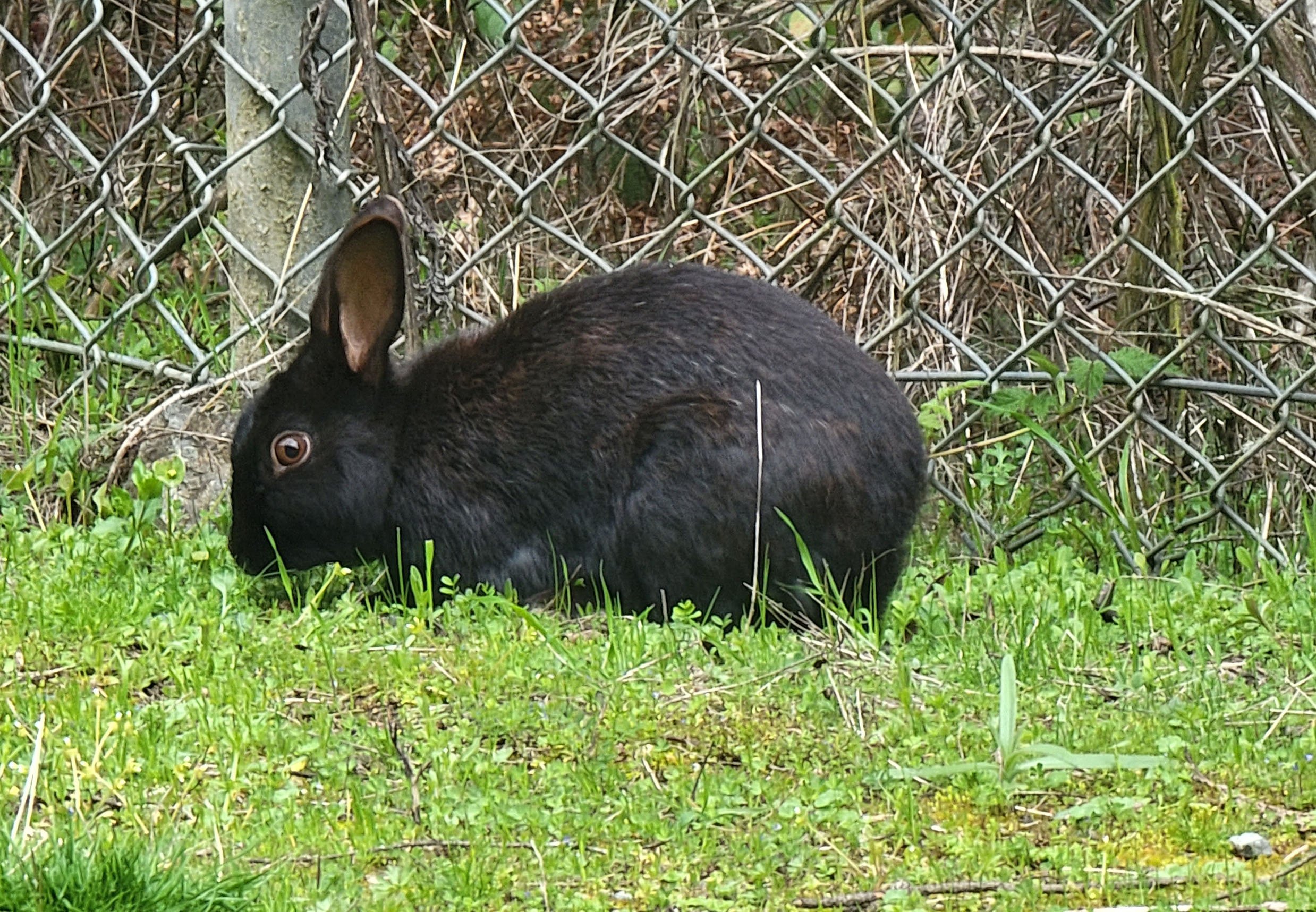 There's bunch of these black bunnies who escaped into the wild and now populate the peninsula. 