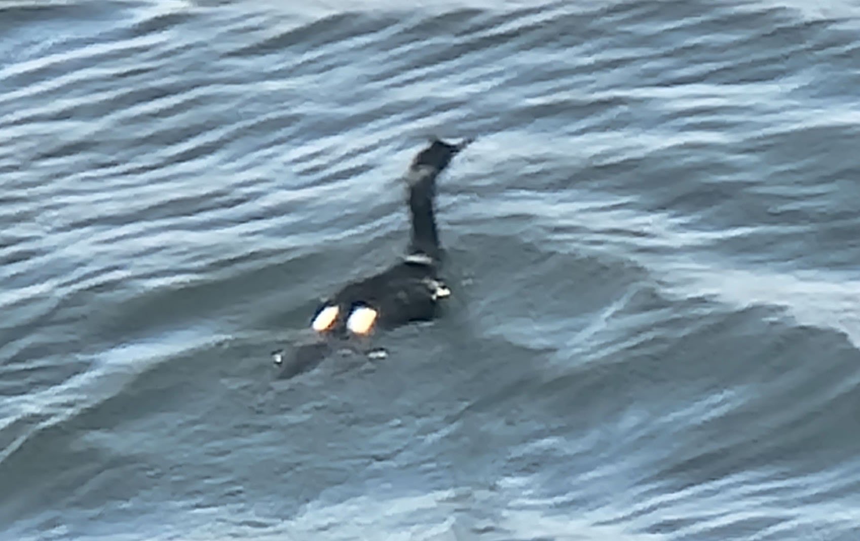 Pelagic Cormoran seen from the ferry. This is 100x zoom so pretty good all things considered.