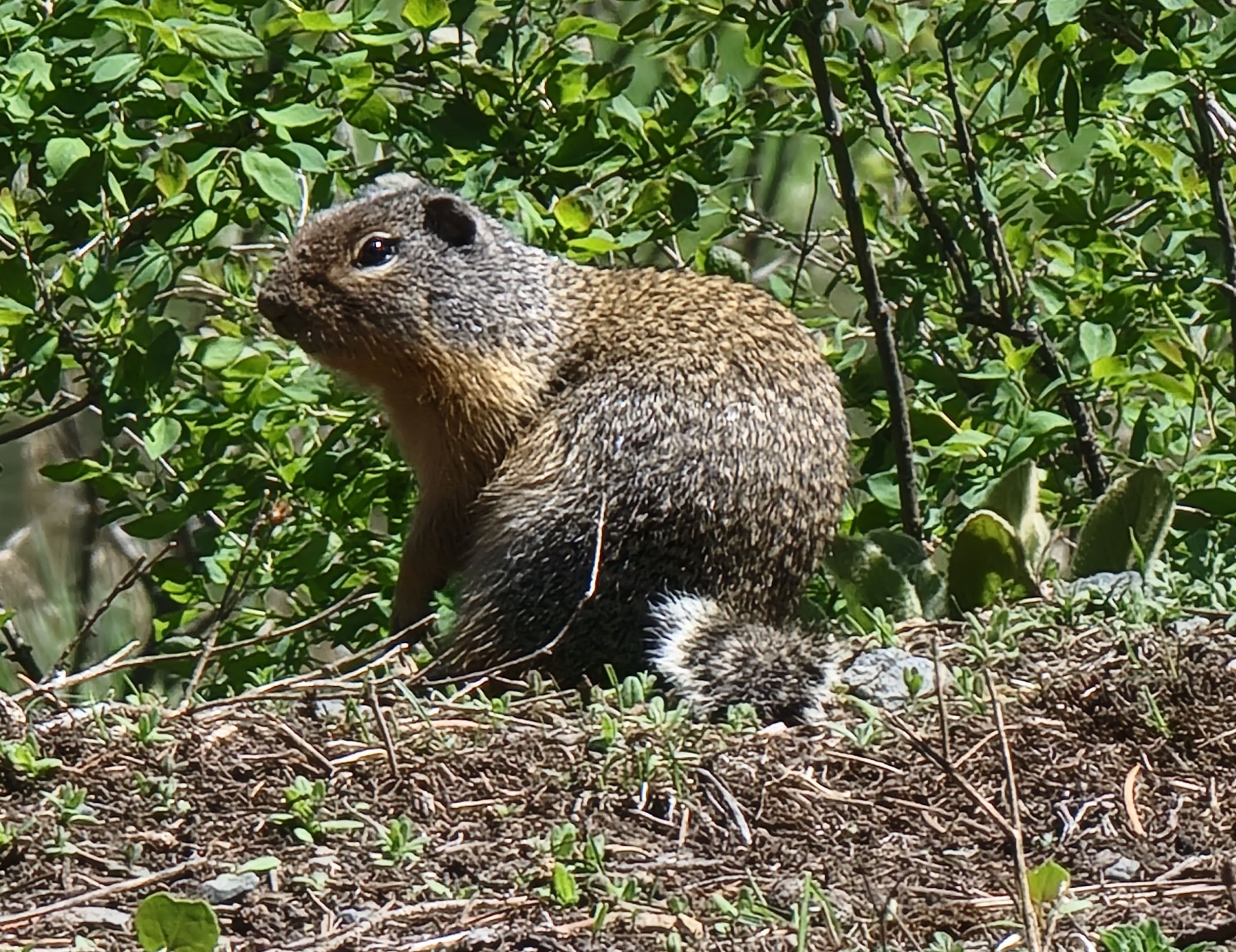 Columbian Ground Squirrel. Check out the picture quality compared to last year.