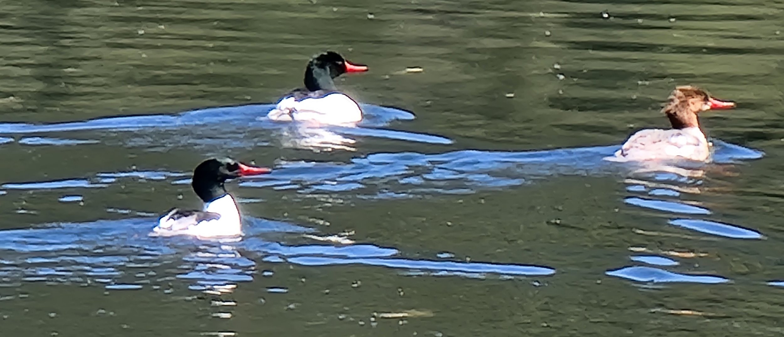 50x zoom. Common Merganser. These dive down to eat little fishies. Green head = Male, brown head = females.
