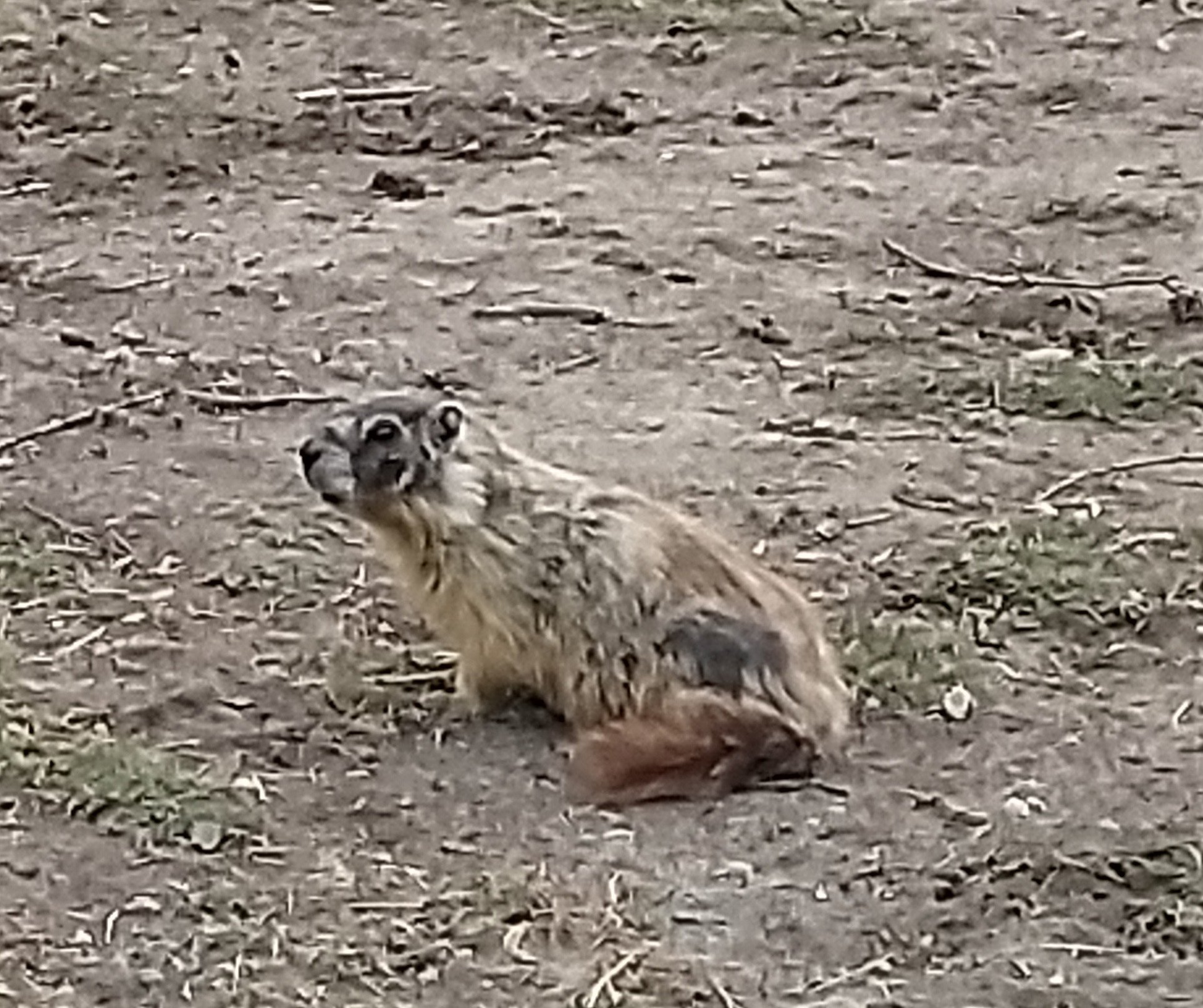 Last year's phone ( some crappy Motorolla ). This groundhog was much closer than the squirrel above. Very sad.